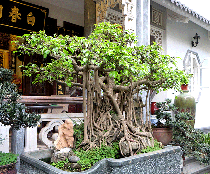 Ngam bo suu tap cay canh do so trong nha dai gia Ha thanh-Hinh-6